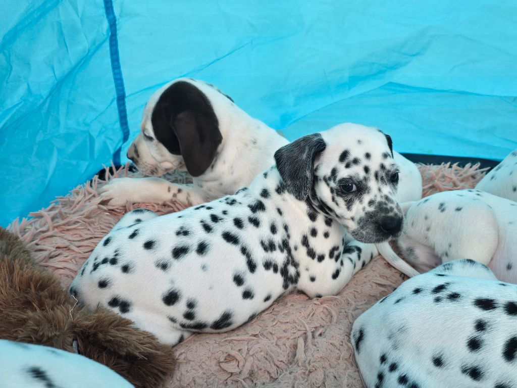 Dalmat Lovers - Chiot disponible  - Dalmatien