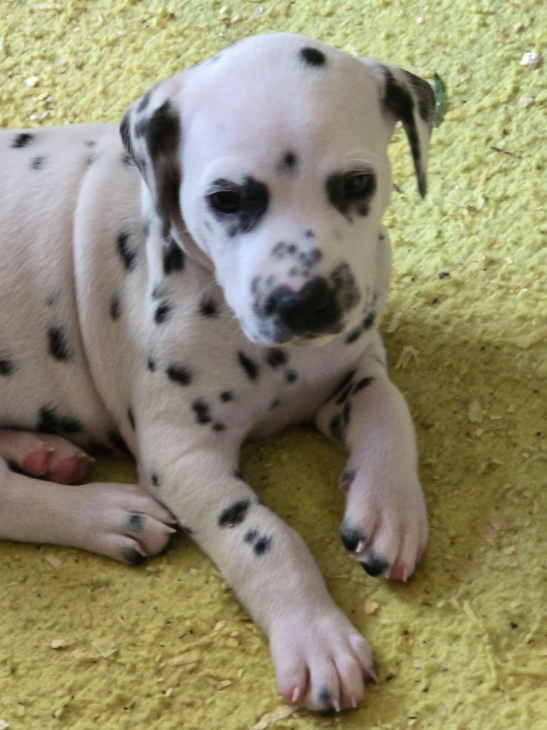 Dalmat Lovers - Chiot disponible  - Dalmatien