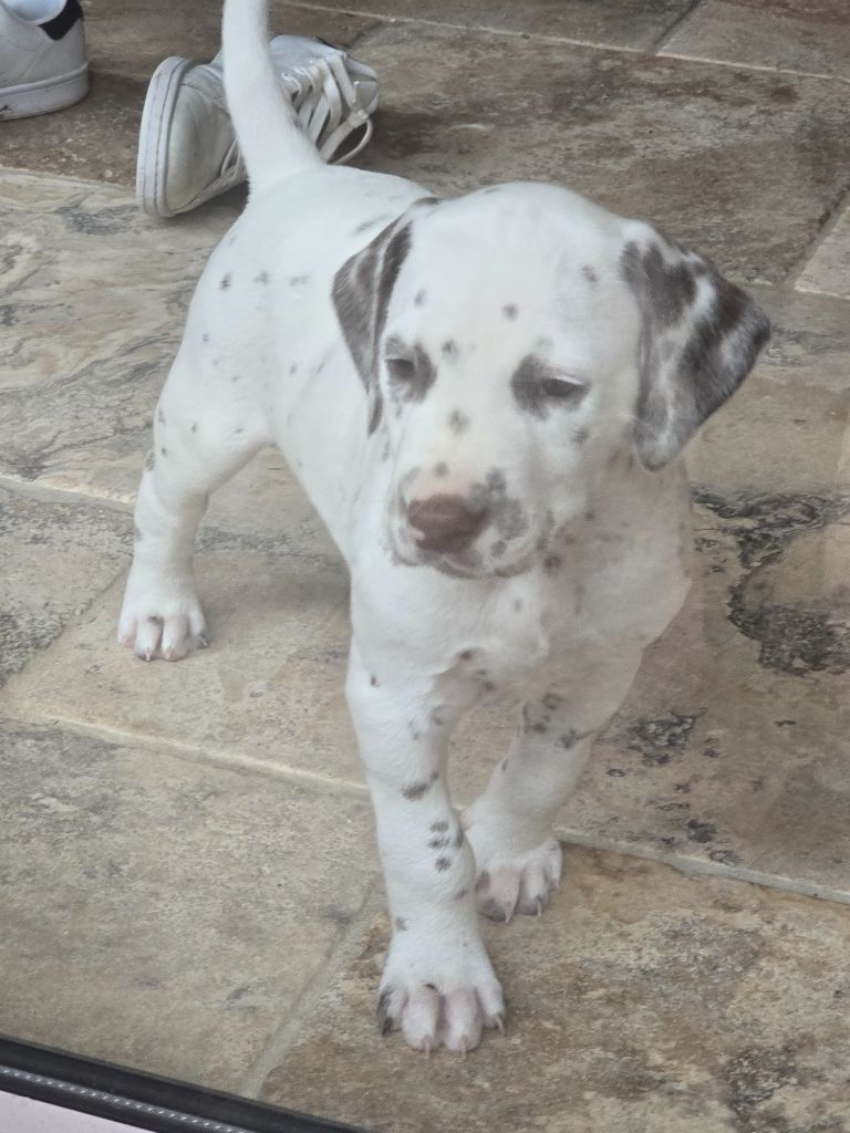 Dalmat Lovers - Chiot disponible  - Dalmatien