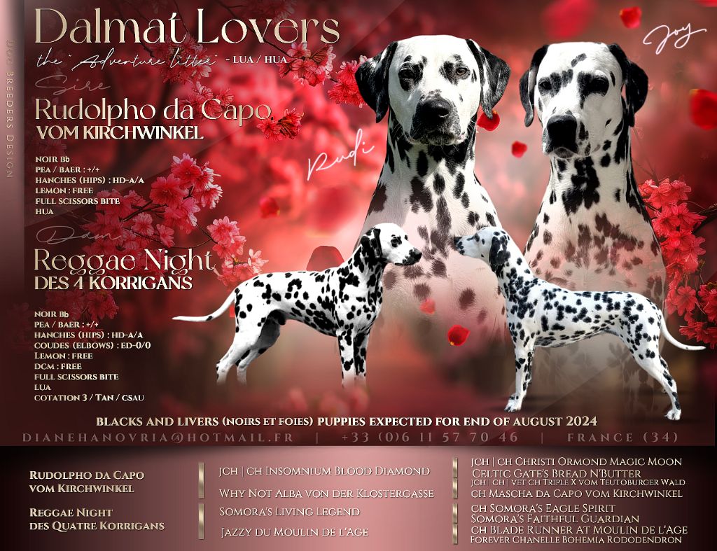 chiot Dalmatien Dalmat Lovers