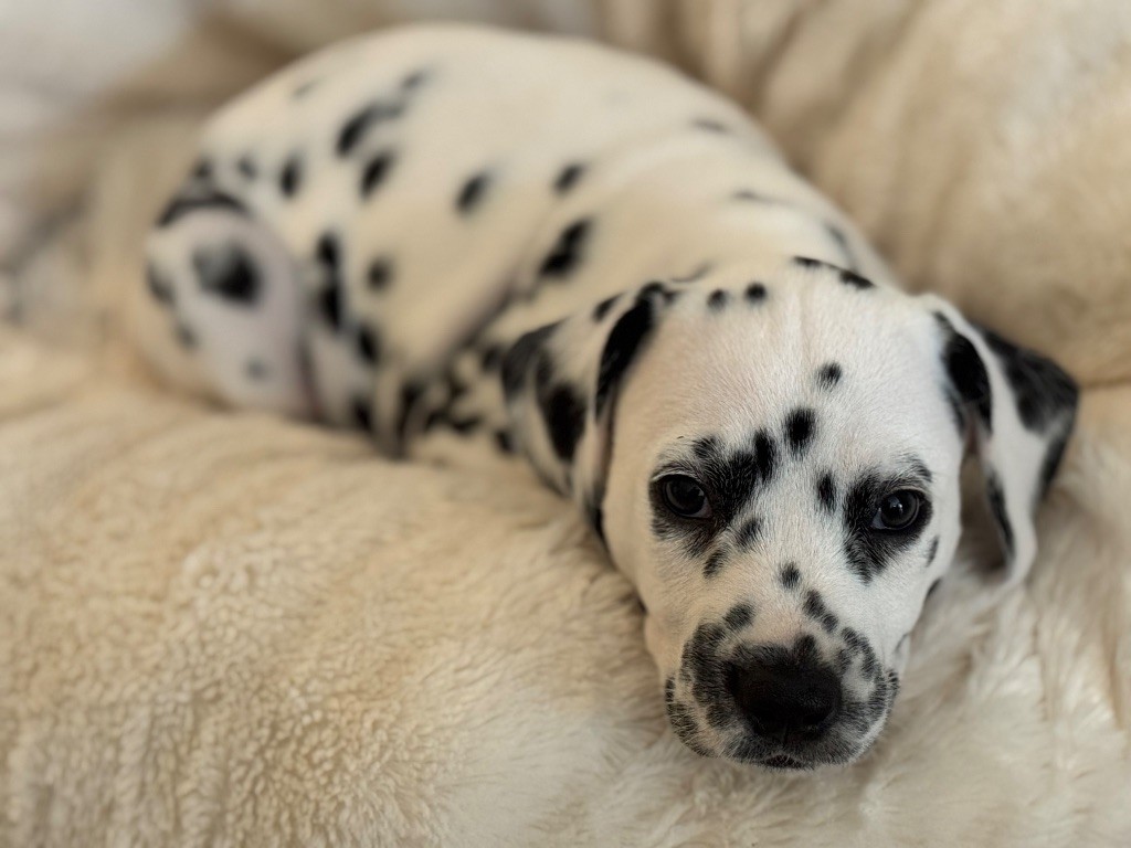 Dalmat Lovers - Chiots disponibles - Dalmatien