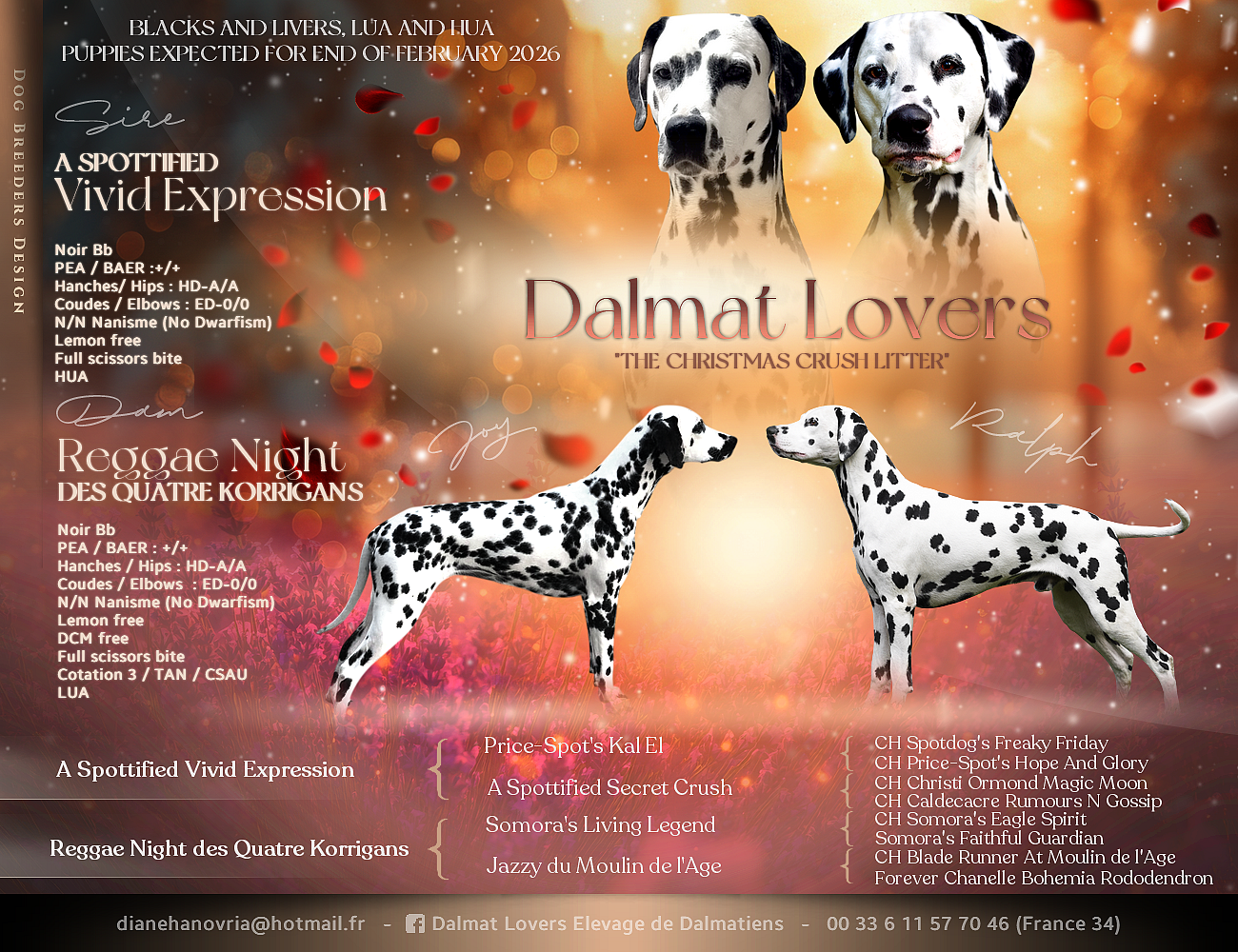 Dalmat Lovers - Dalmatien - Portée née le 20/02/2026