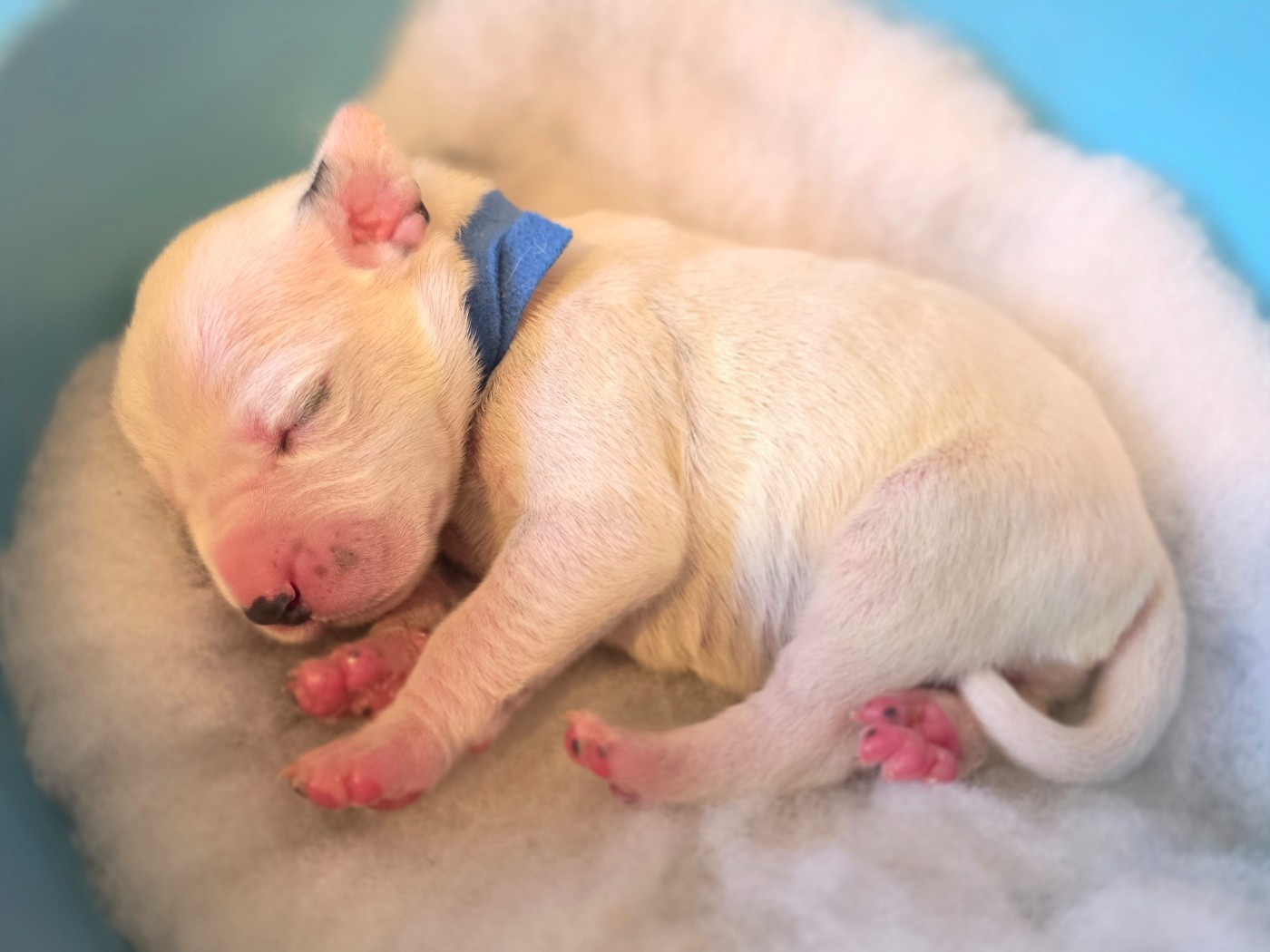 Dalmat Lovers - Chiots disponibles - Dalmatien