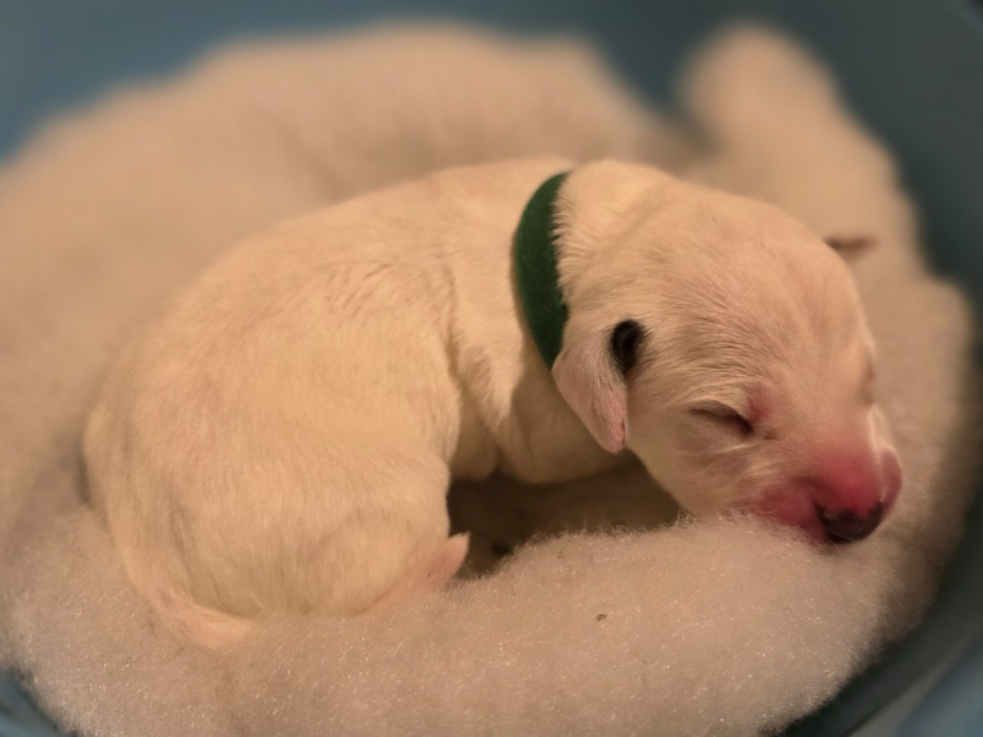 Dalmat Lovers - Chiots disponibles - Dalmatien