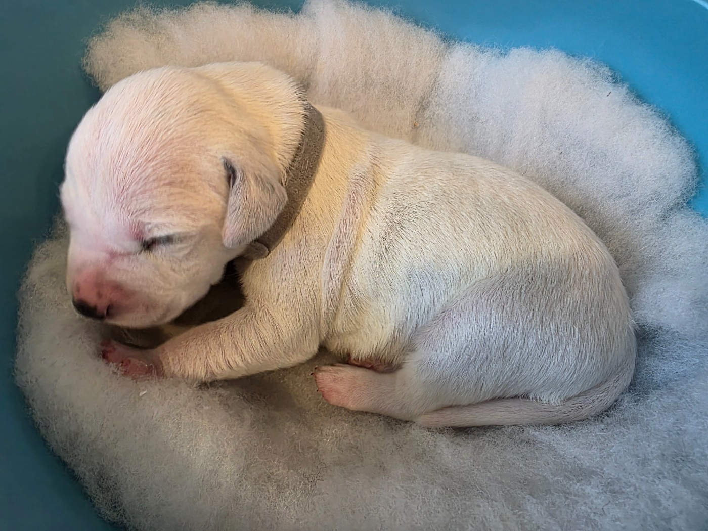 Dalmat Lovers - Chiots disponibles - Dalmatien