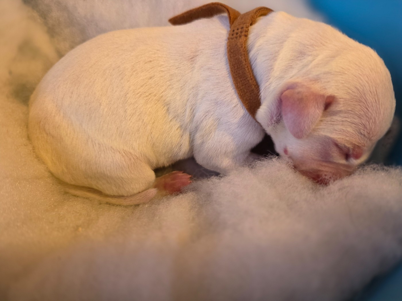 Dalmat Lovers - Chiots disponibles - Dalmatien