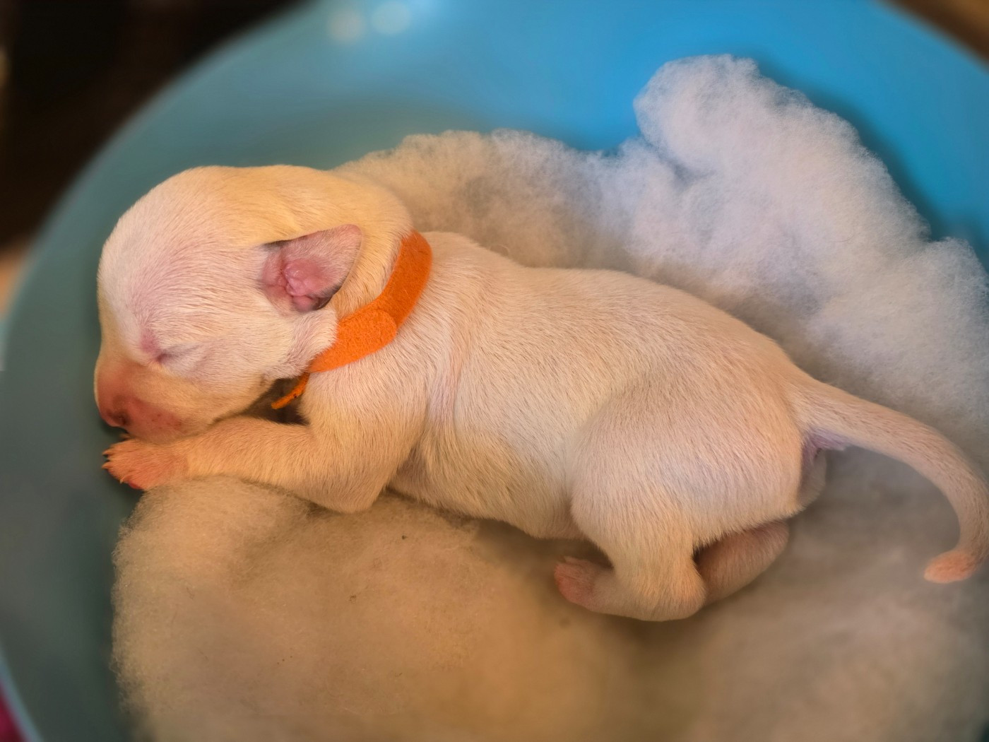 Dalmat Lovers - Chiots disponibles - Dalmatien