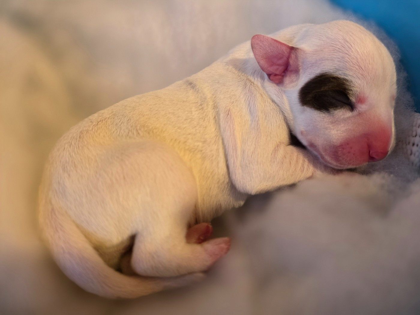 Dalmat Lovers - Chiots disponibles - Dalmatien