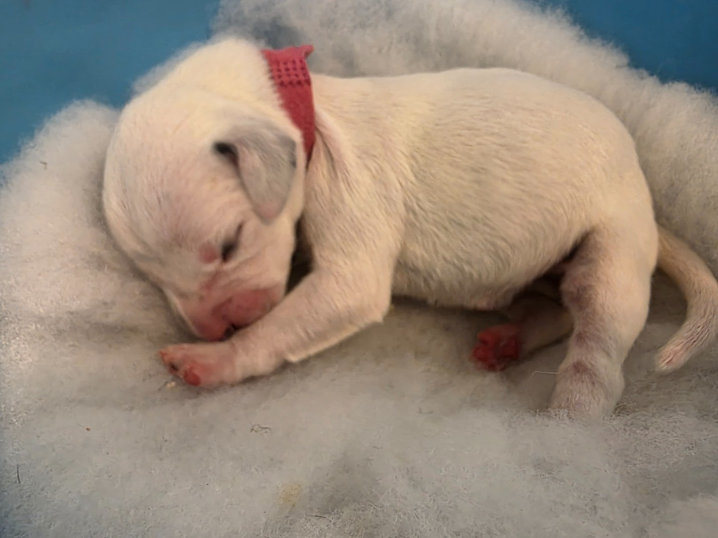 Dalmat Lovers - Chiots disponibles - Dalmatien