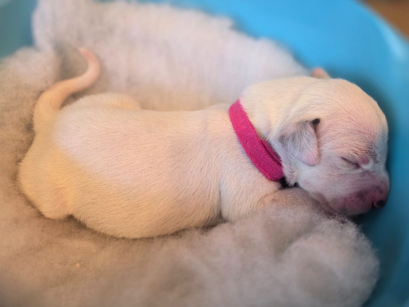 Dalmat Lovers - Chiots disponibles - Dalmatien