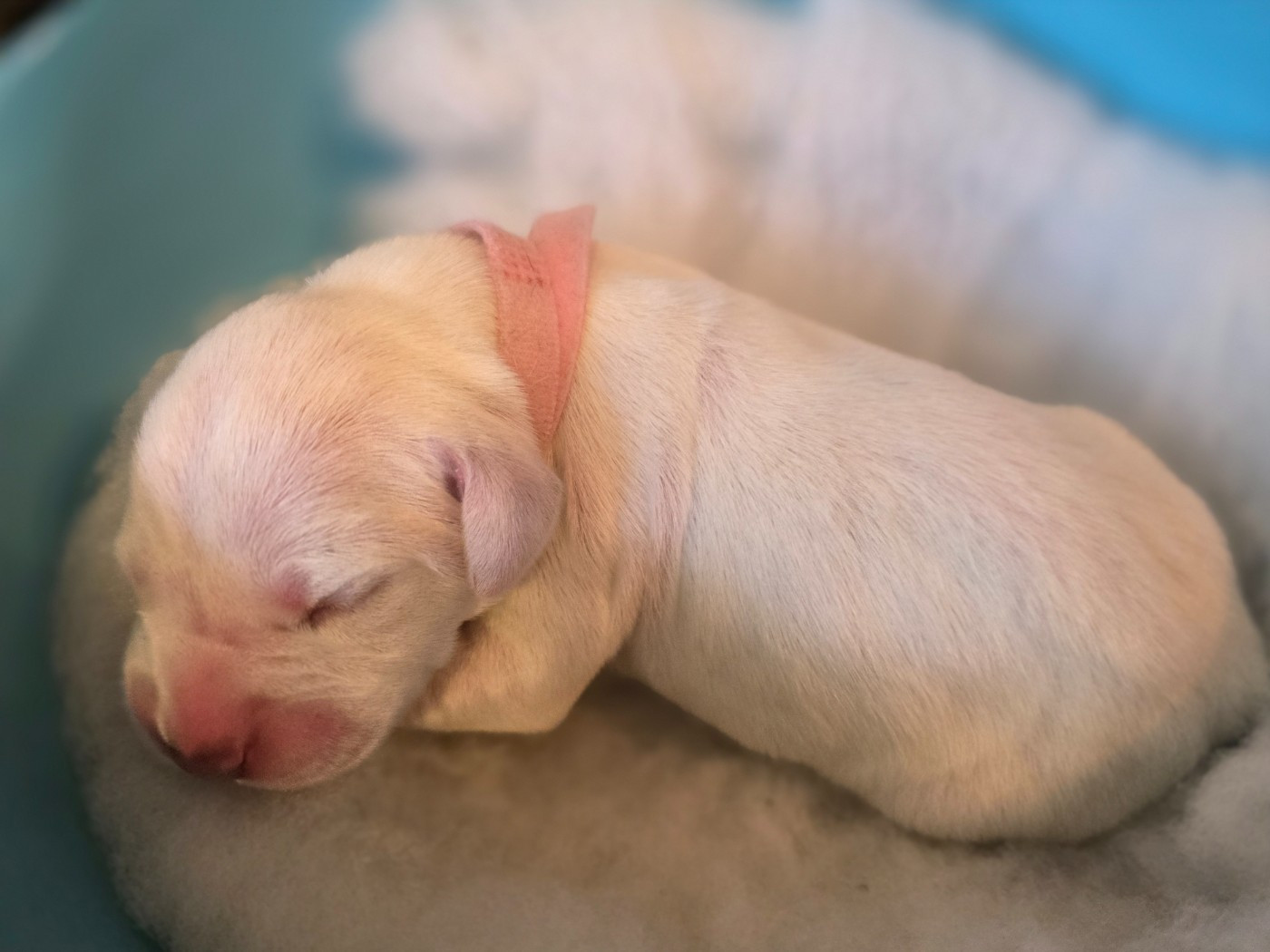 Dalmat Lovers - Chiots disponibles - Dalmatien