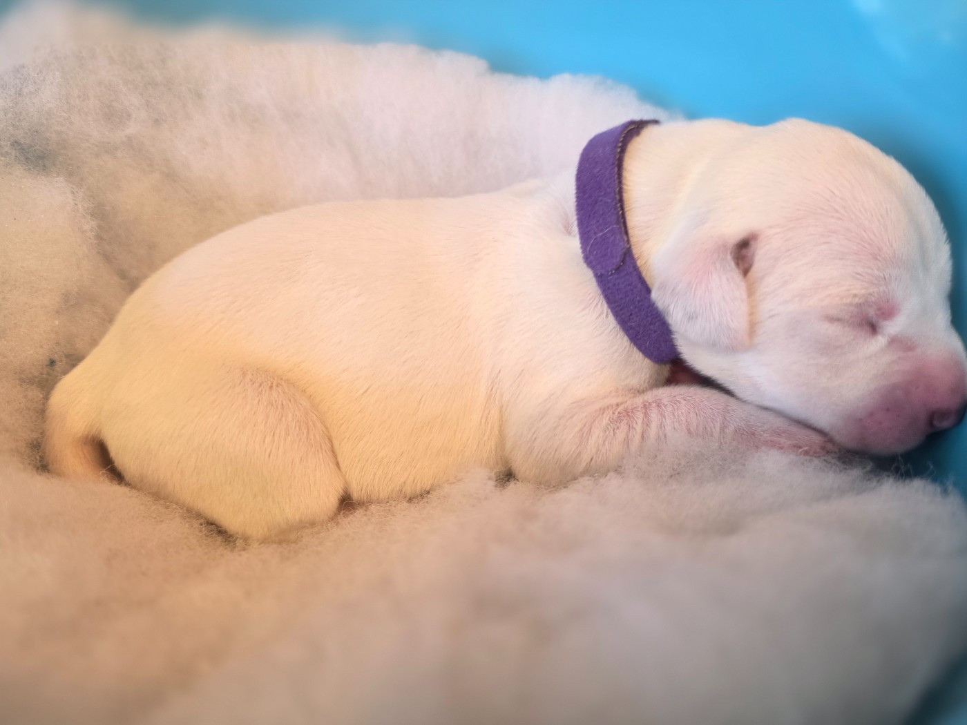 Dalmat Lovers - Chiots disponibles - Dalmatien