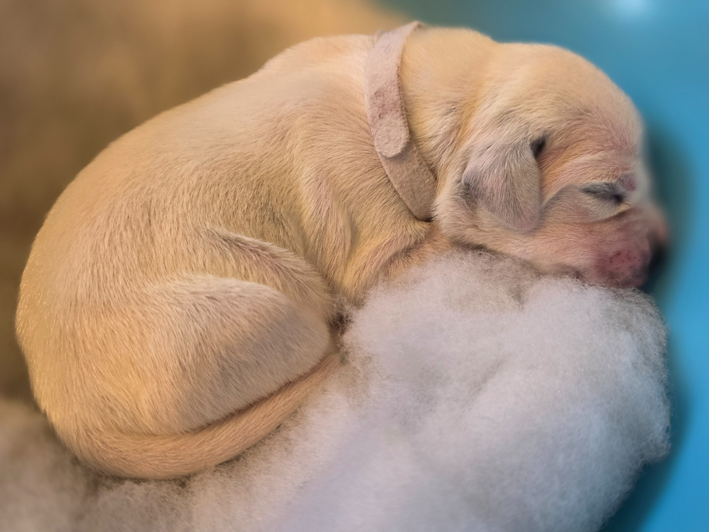 Dalmat Lovers - Chiots disponibles - Dalmatien