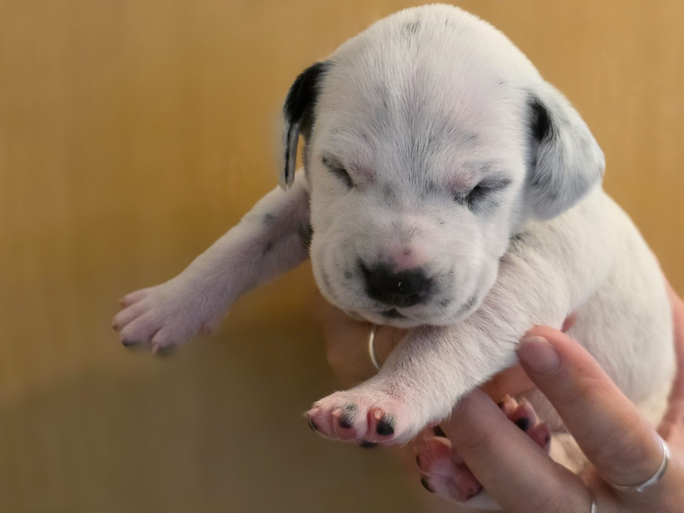 Dalmat Lovers - Chiots disponibles - Dalmatien