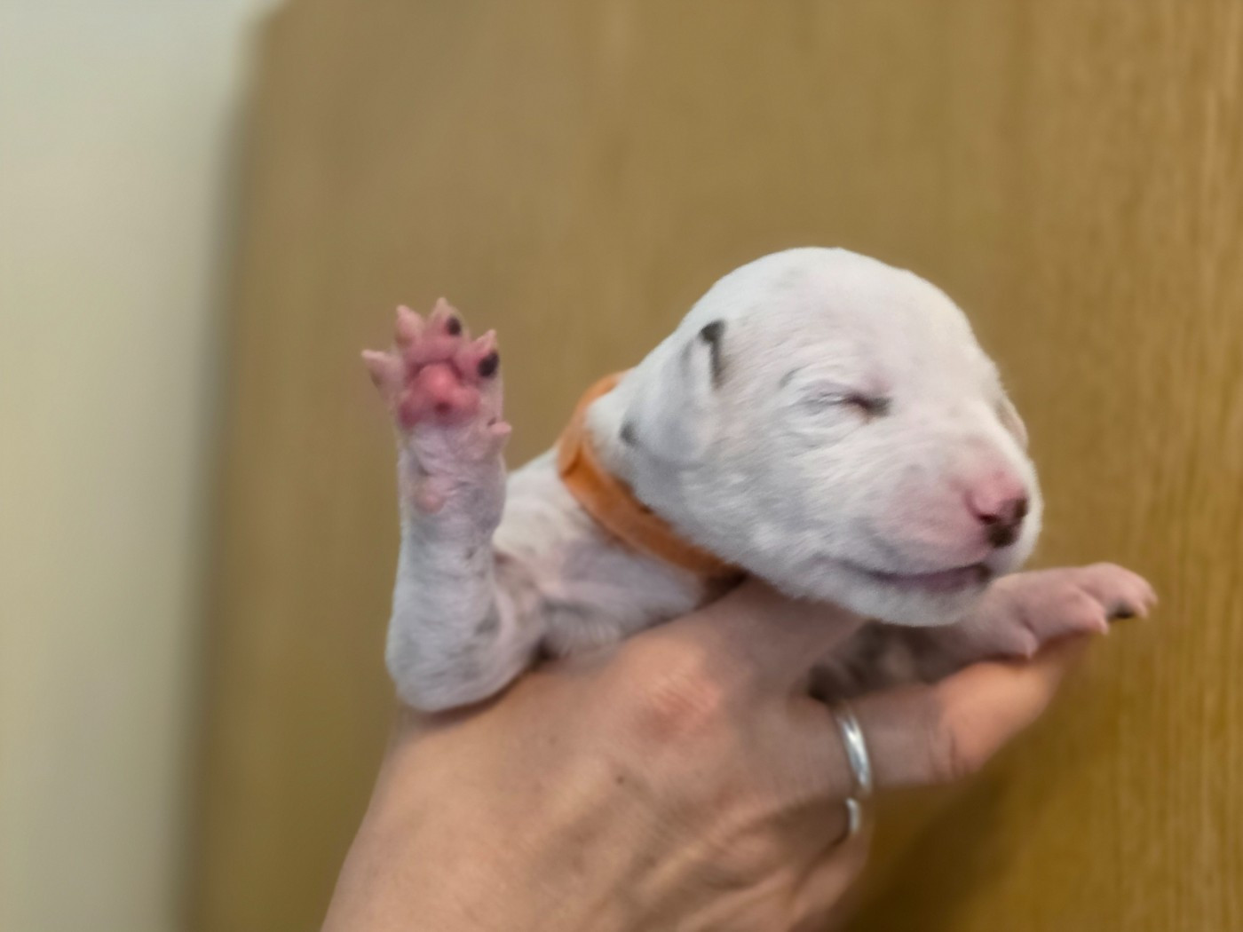 Dalmat Lovers - Chiots disponibles - Dalmatien