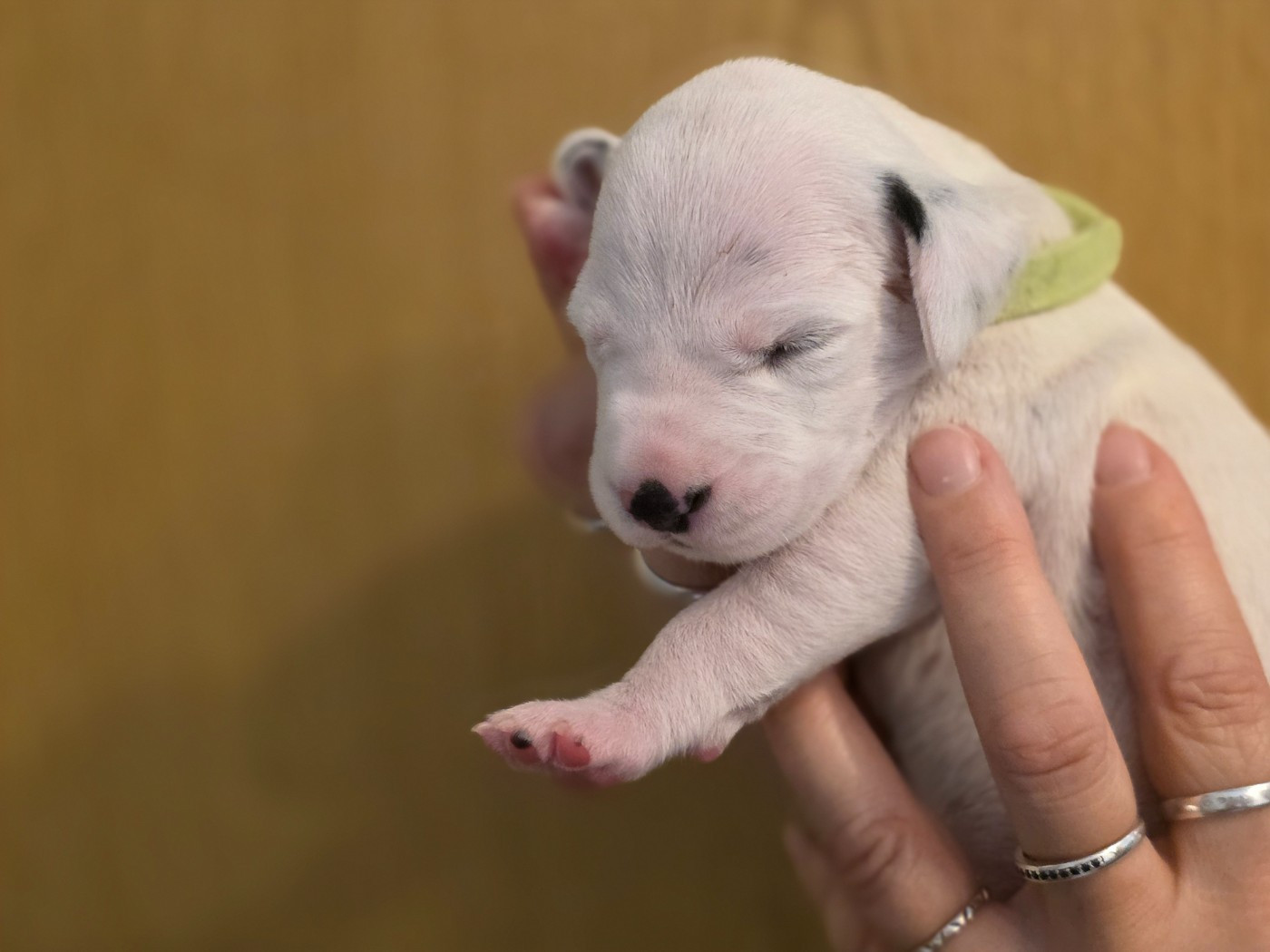 Dalmat Lovers - Chiots disponibles - Dalmatien