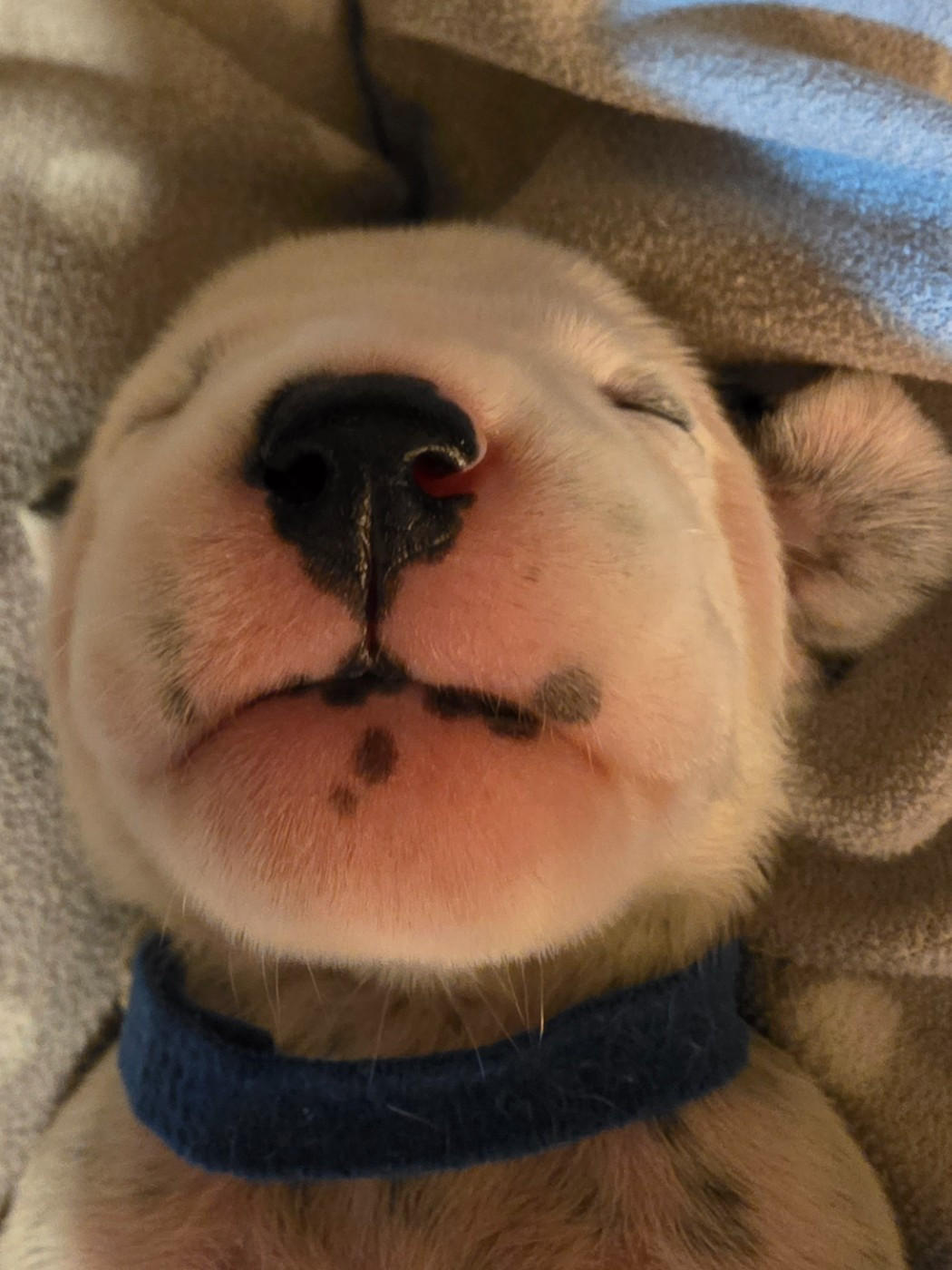 Dalmat Lovers - Chiots disponibles - Dalmatien