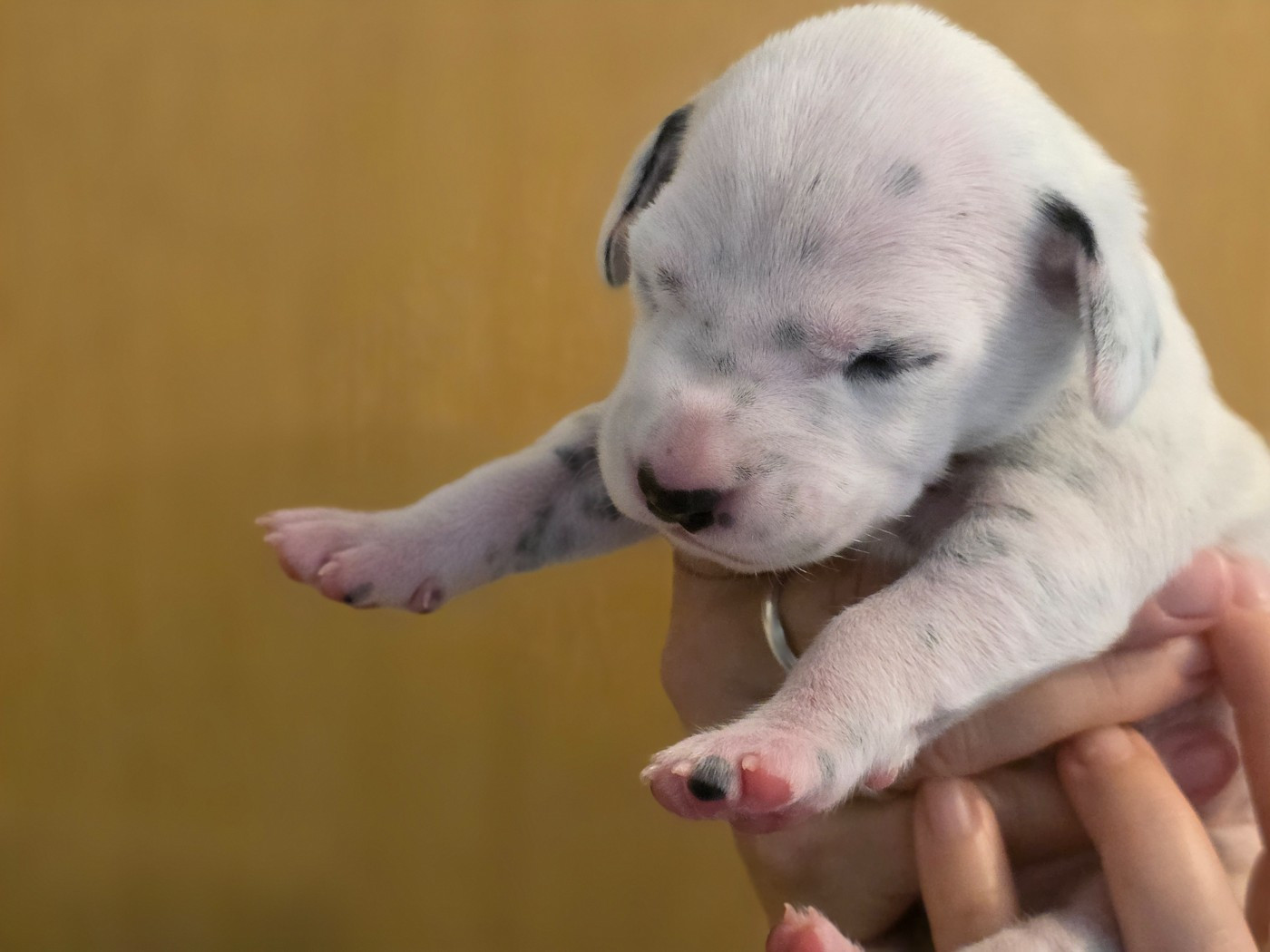 Dalmat Lovers - Chiots disponibles - Dalmatien