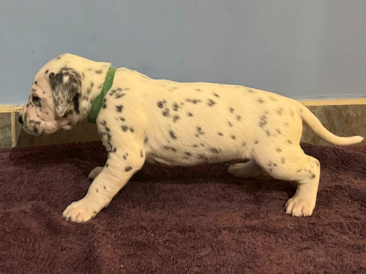 Dalmat Lovers - Chiots disponibles - Dalmatien