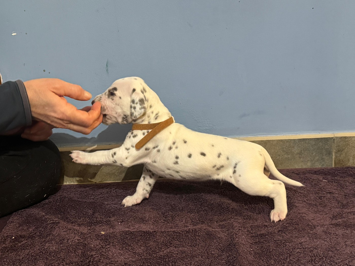 Dalmat Lovers - Chiots disponibles - Dalmatien