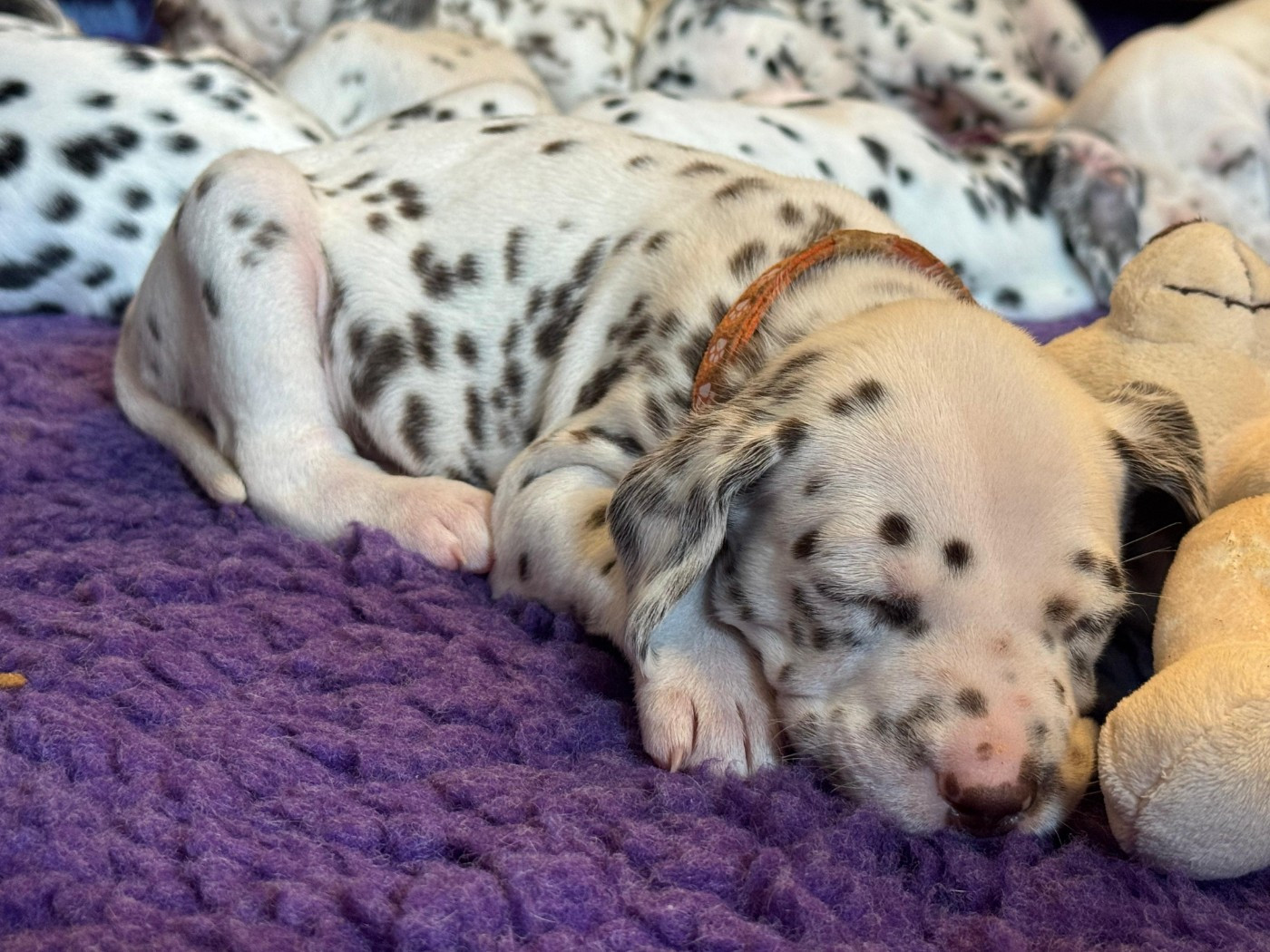 Dalmat Lovers - Chiots disponibles - Dalmatien