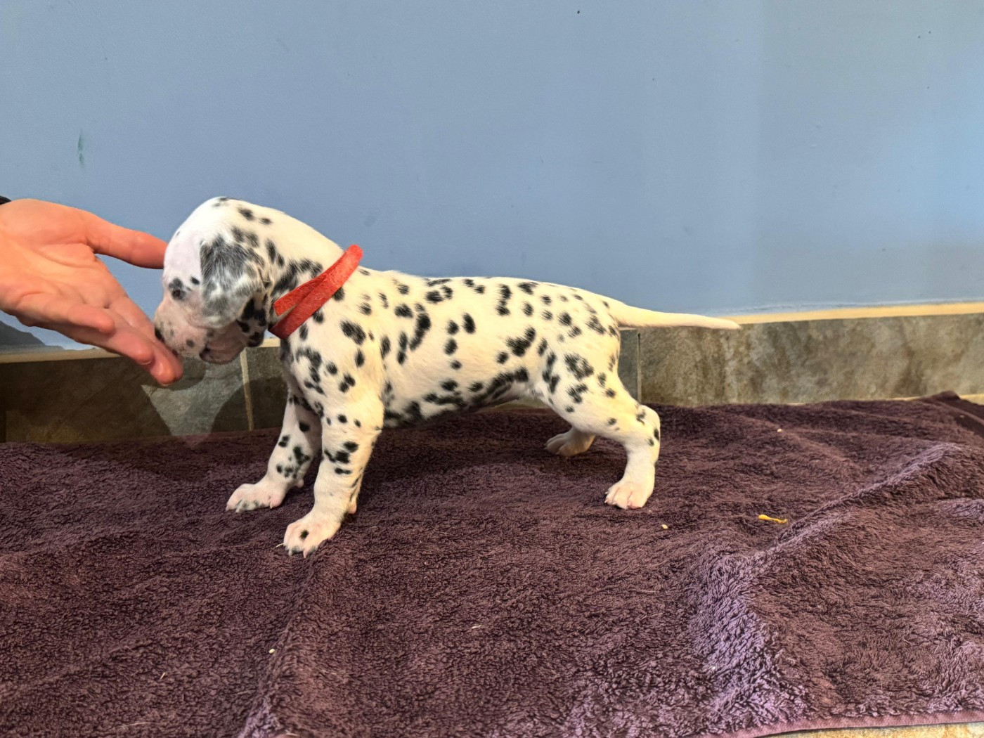 Dalmat Lovers - Chiots disponibles - Dalmatien