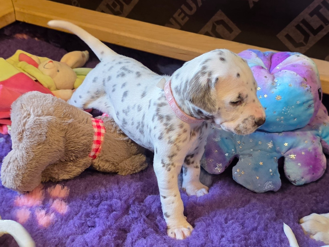 Dalmat Lovers - Chiots disponibles - Dalmatien