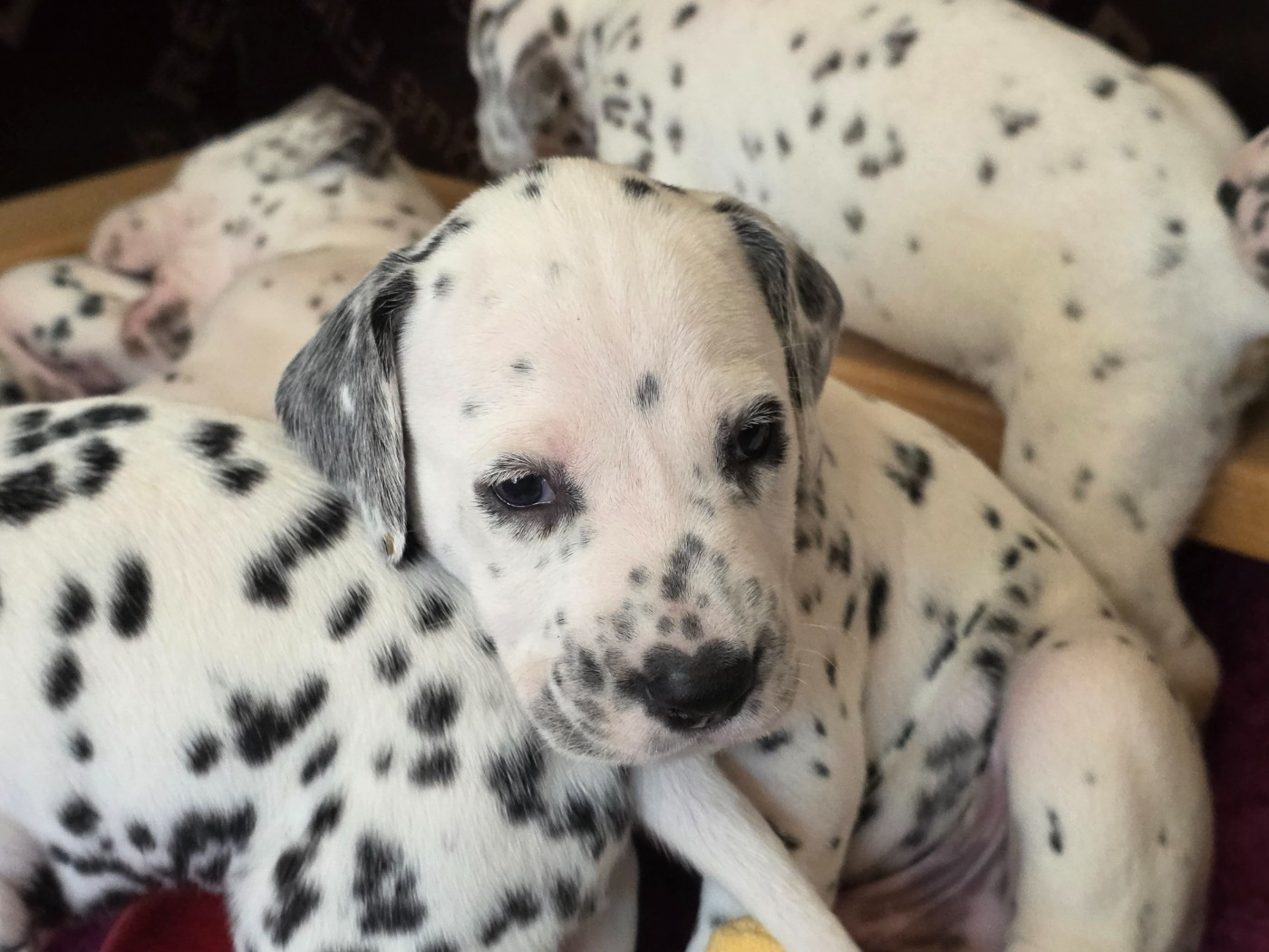 Dalmat Lovers - Chiots disponibles - Dalmatien