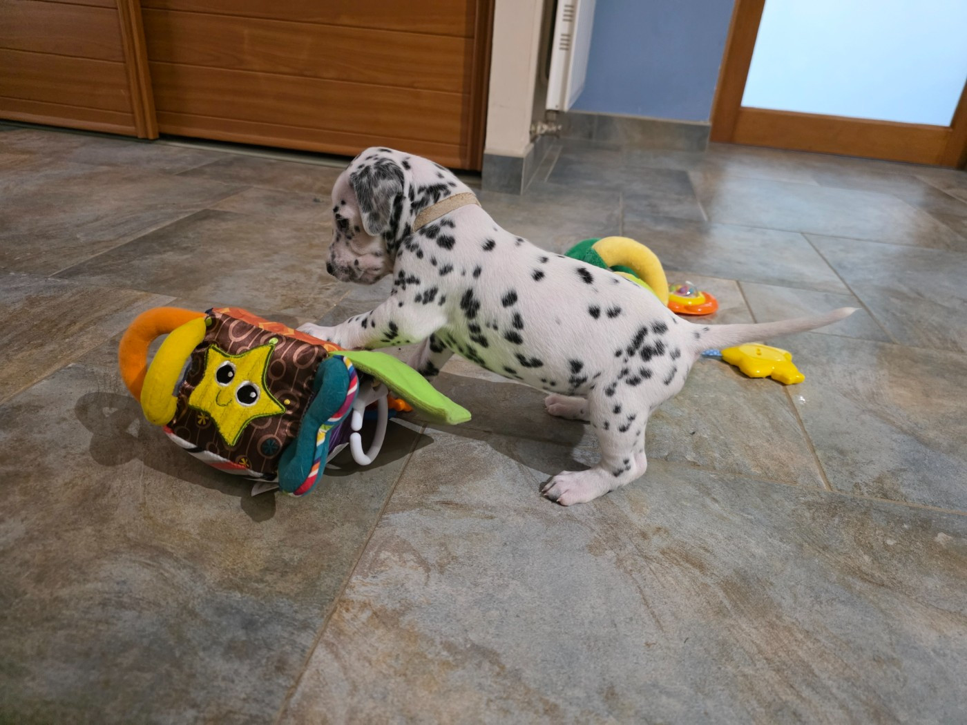 Dalmat Lovers - Chiots disponibles - Dalmatien