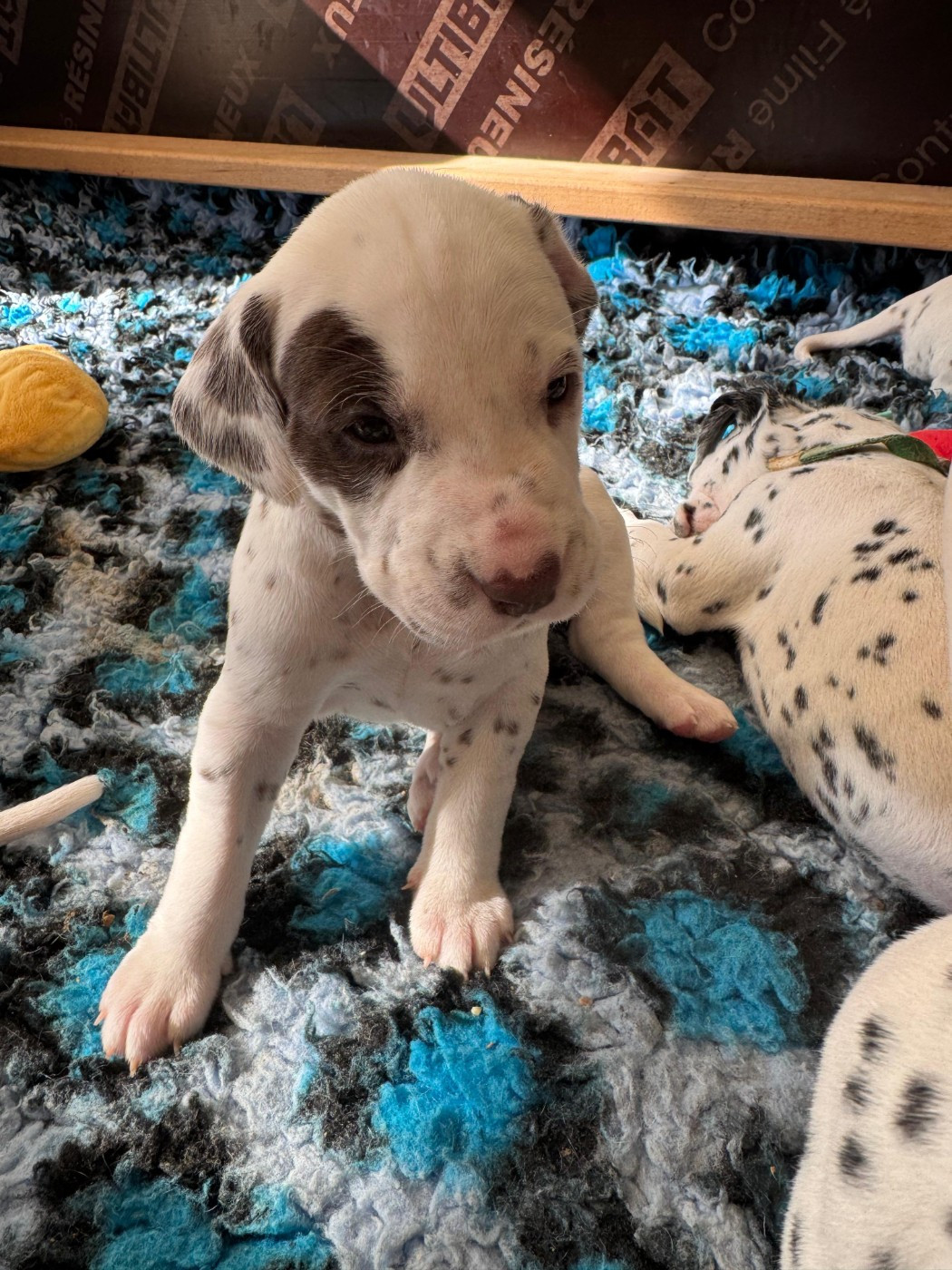 Dalmat Lovers - Chiots disponibles - Dalmatien