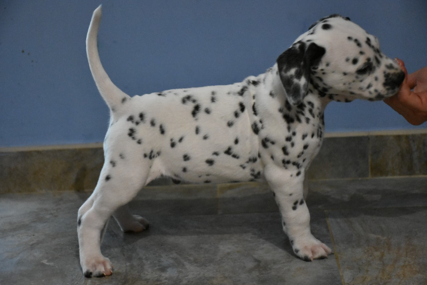Dalmat Lovers - Chiots disponibles - Dalmatien