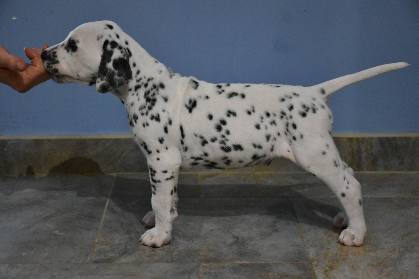 Dalmat Lovers - Chiots disponibles - Dalmatien