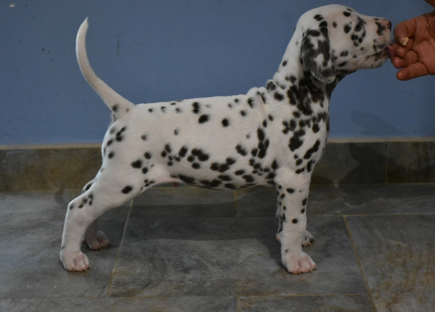 Dalmat Lovers - Chiots disponibles - Dalmatien
