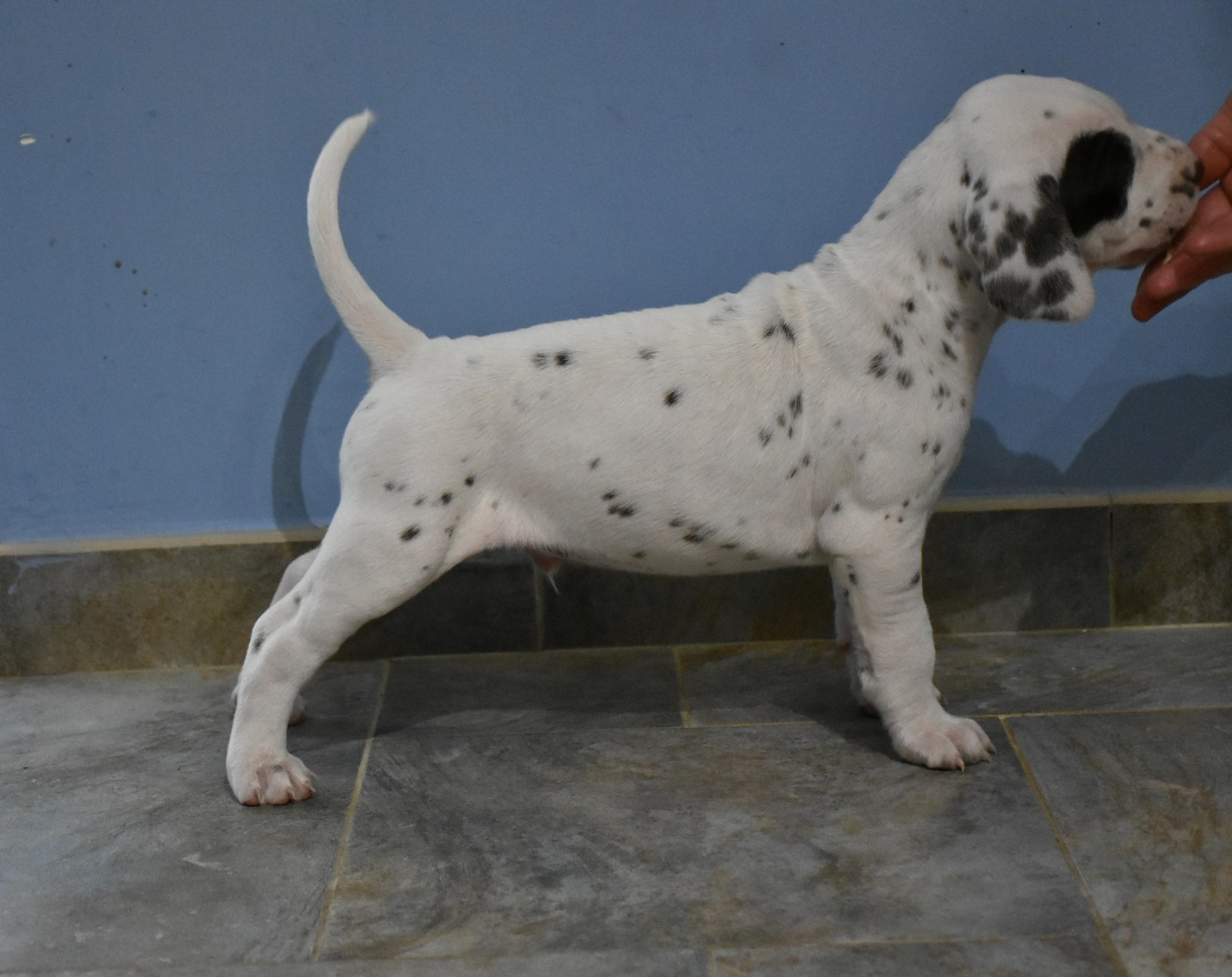 Dalmat Lovers - Chiots disponibles - Dalmatien