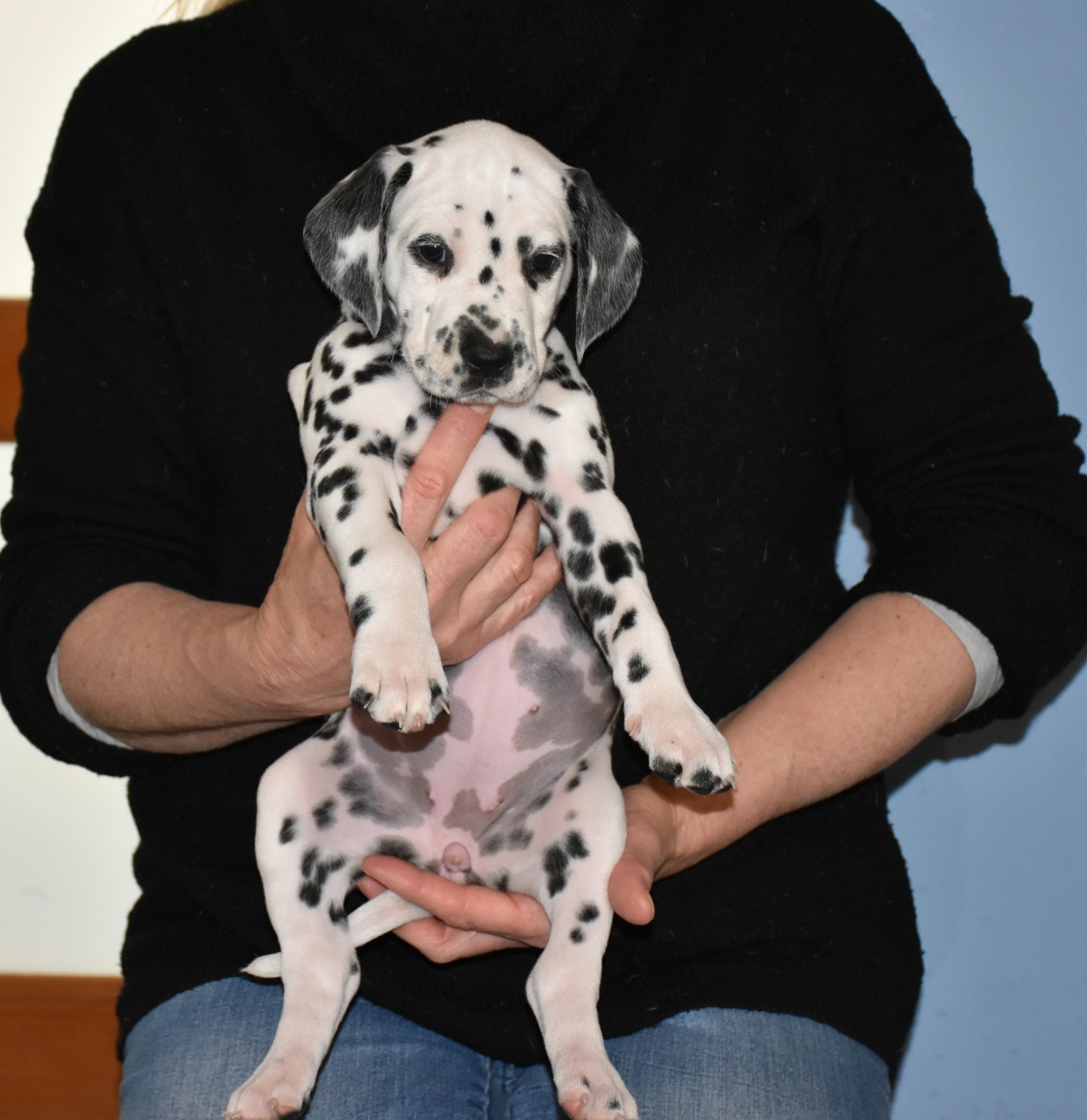 Dalmat Lovers - Chiots disponibles - Dalmatien