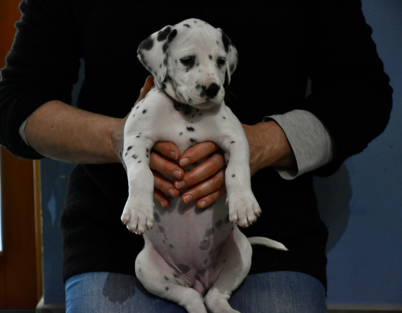 Dalmat Lovers - Chiots disponibles - Dalmatien