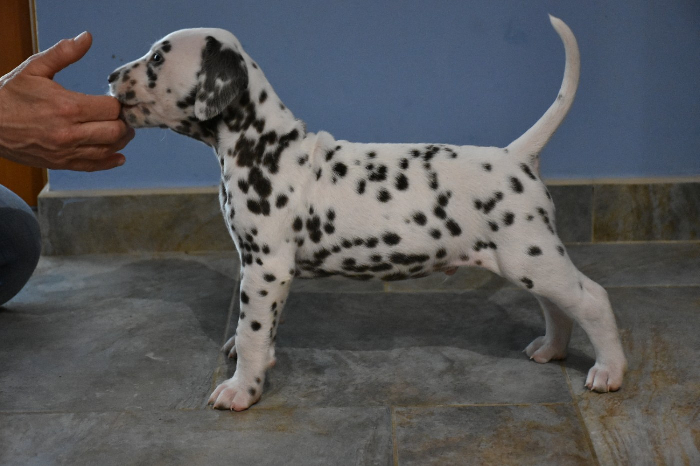 Dalmat Lovers - Chiots disponibles - Dalmatien