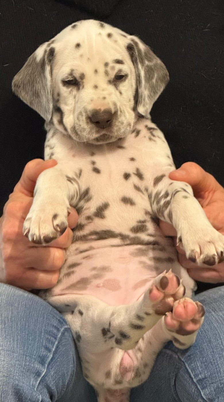 Dalmat Lovers - Chiots disponibles - Dalmatien