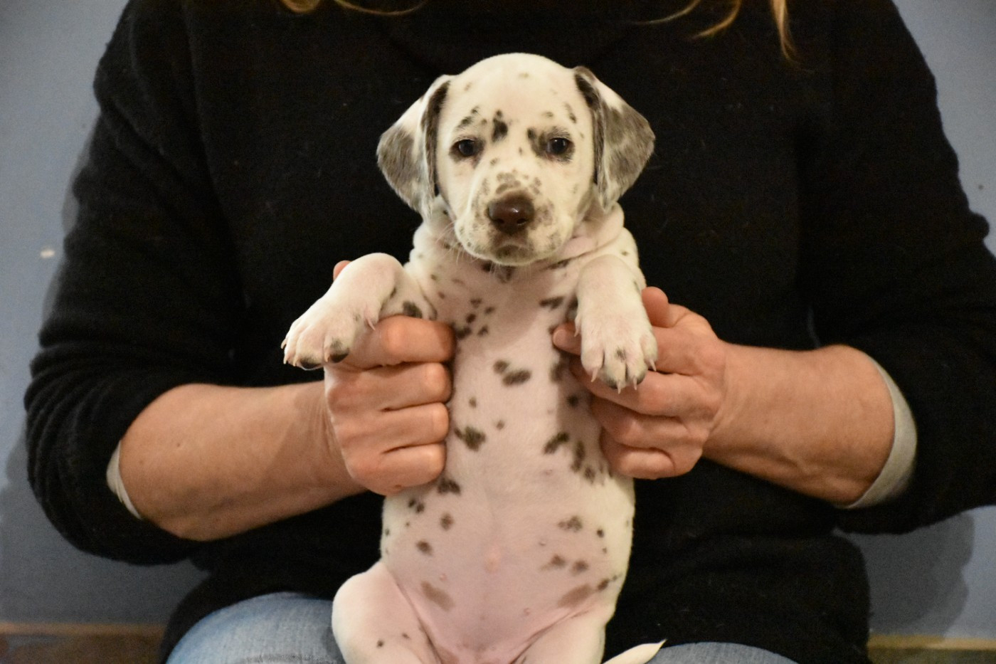 Dalmat Lovers - Chiots disponibles - Dalmatien