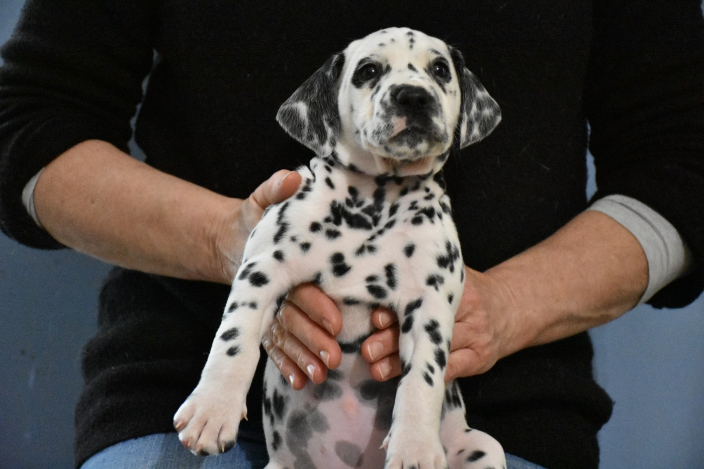 Dalmat Lovers - Chiots disponibles - Dalmatien