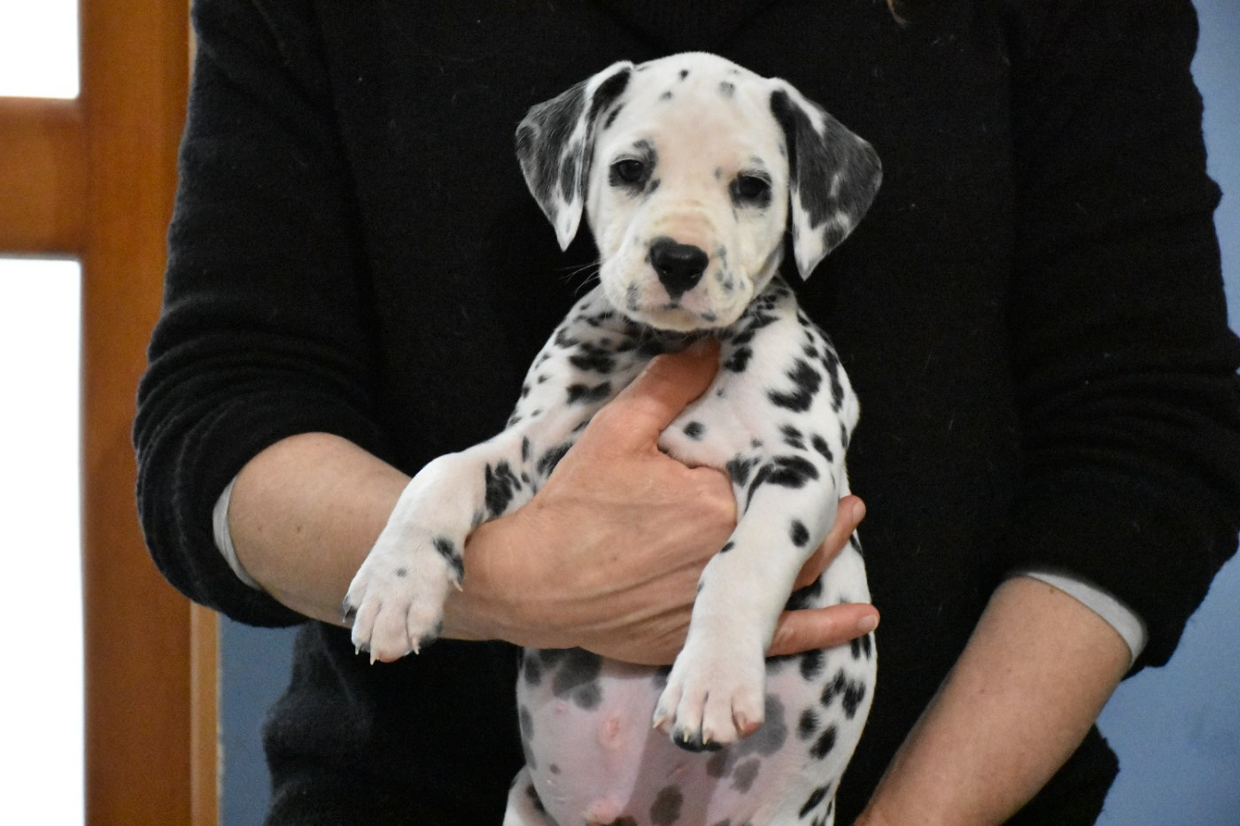 Dalmat Lovers - Chiots disponibles - Dalmatien