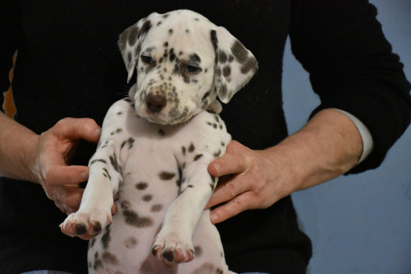 Dalmat Lovers - Chiots disponibles - Dalmatien