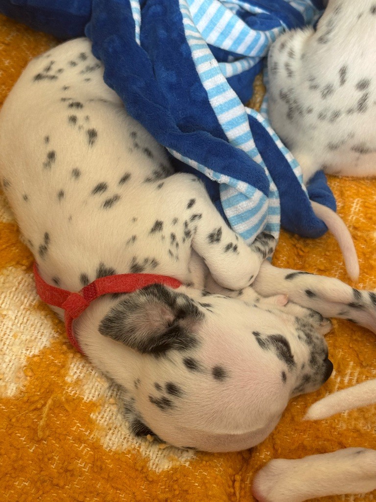 Dalmat Lovers - Chiots disponibles - Dalmatien