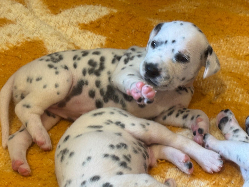 Dalmat Lovers - Chiots disponibles - Dalmatien