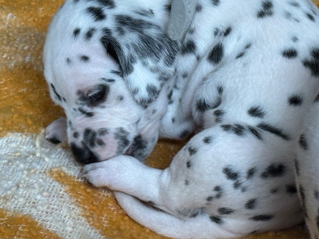 Dalmat Lovers - Chiots disponibles - Dalmatien
