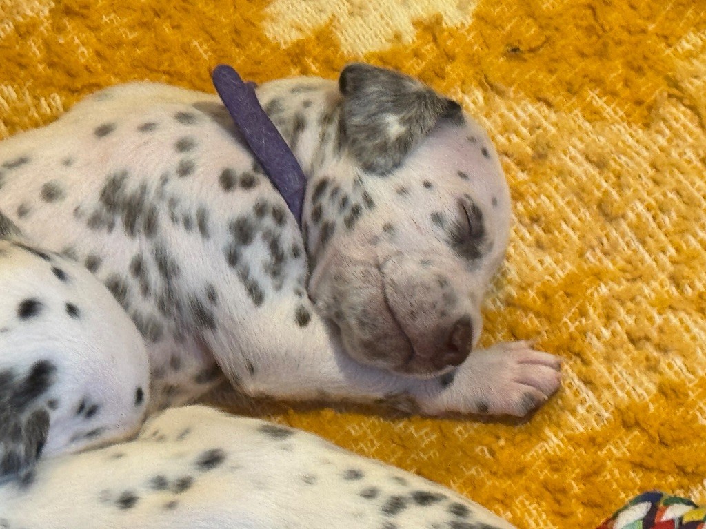 Dalmat Lovers - Chiots disponibles - Dalmatien