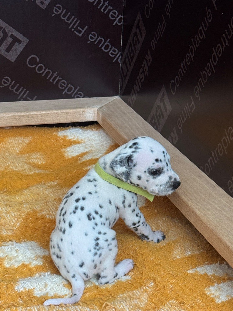 Dalmat Lovers - Chiots disponibles - Dalmatien
