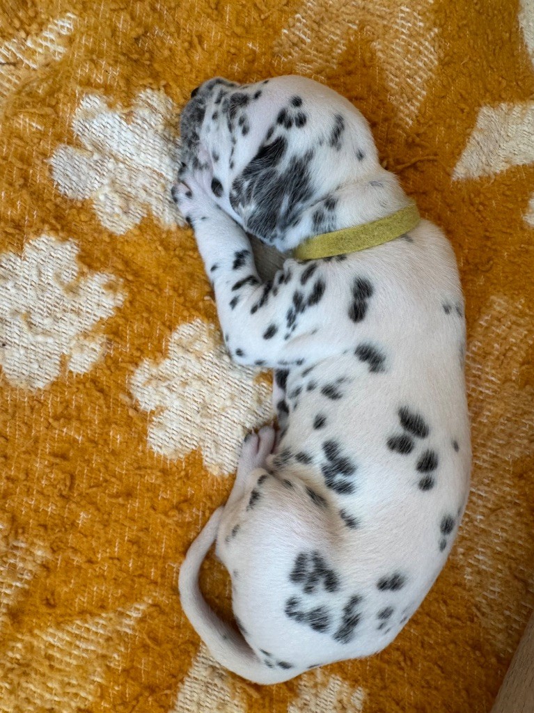 Dalmat Lovers - Chiots disponibles - Dalmatien