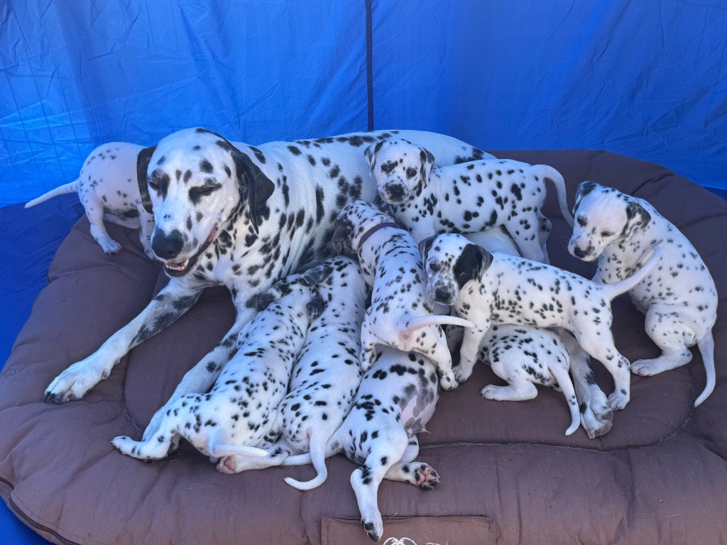 Chiot Dalmatien Dalmat Lovers
