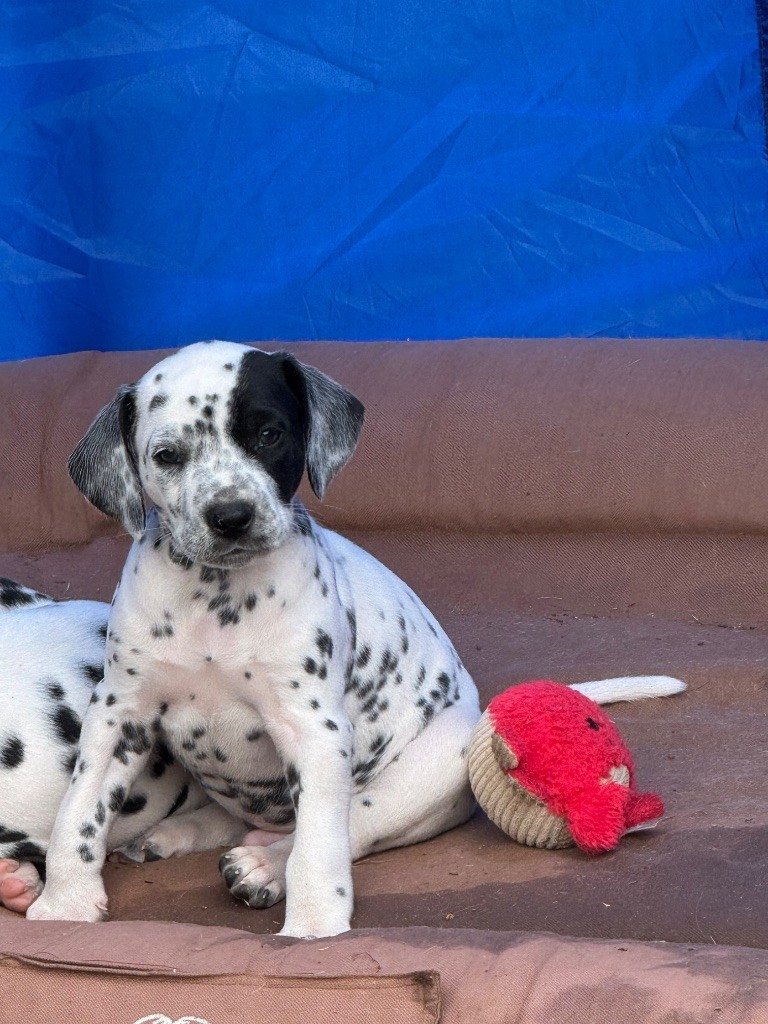 Dalmat Lovers - Chiots disponibles - Dalmatien